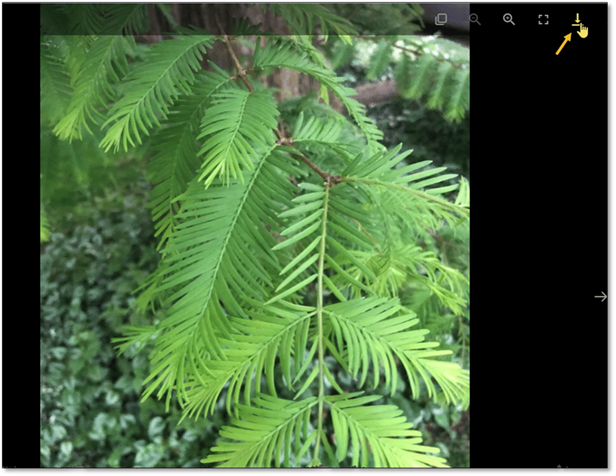 A close-up of a plant

Description automatically generated with medium confidence